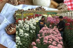 Budidaya Bunga Krisan di Pasuruan Mampu Panen Tiap Hari Hingga Tembus Pasar Bali